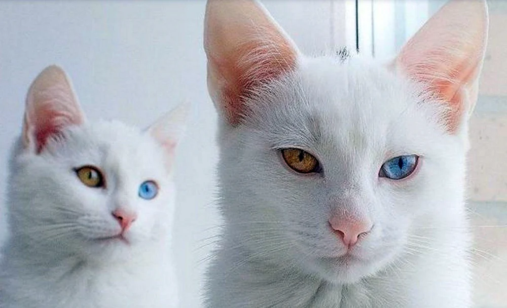 Anatolische Katze weiß
