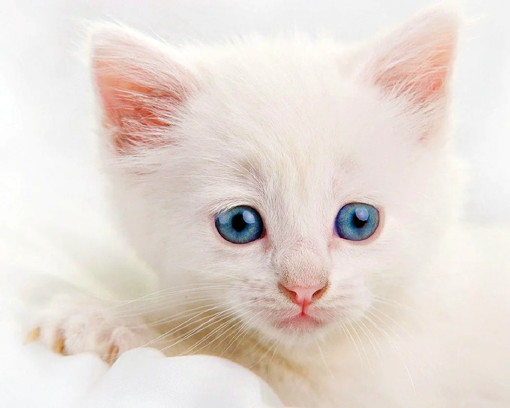 Cao Mani mit blauen Augen