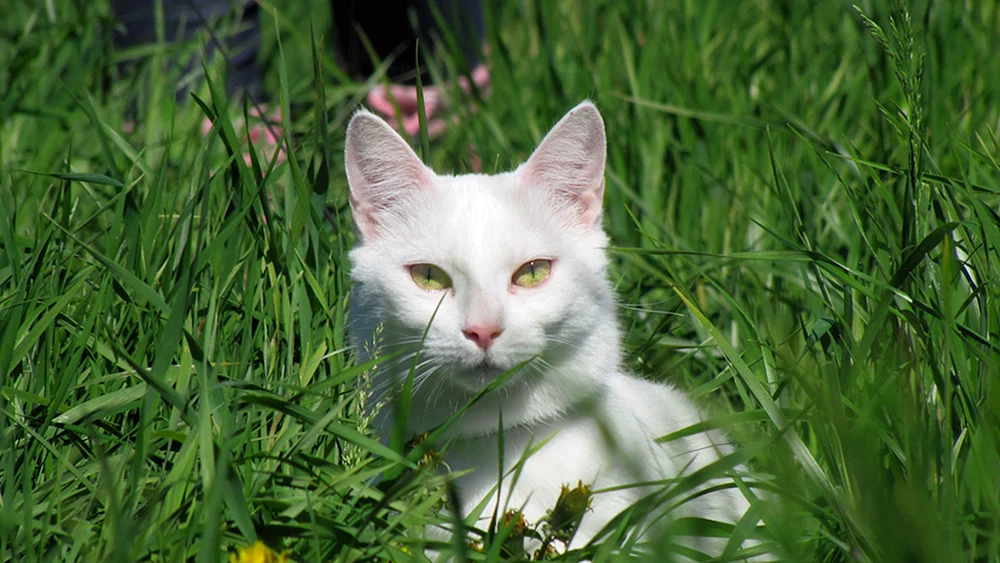 Britisches Chinchilla Cobie-Katze