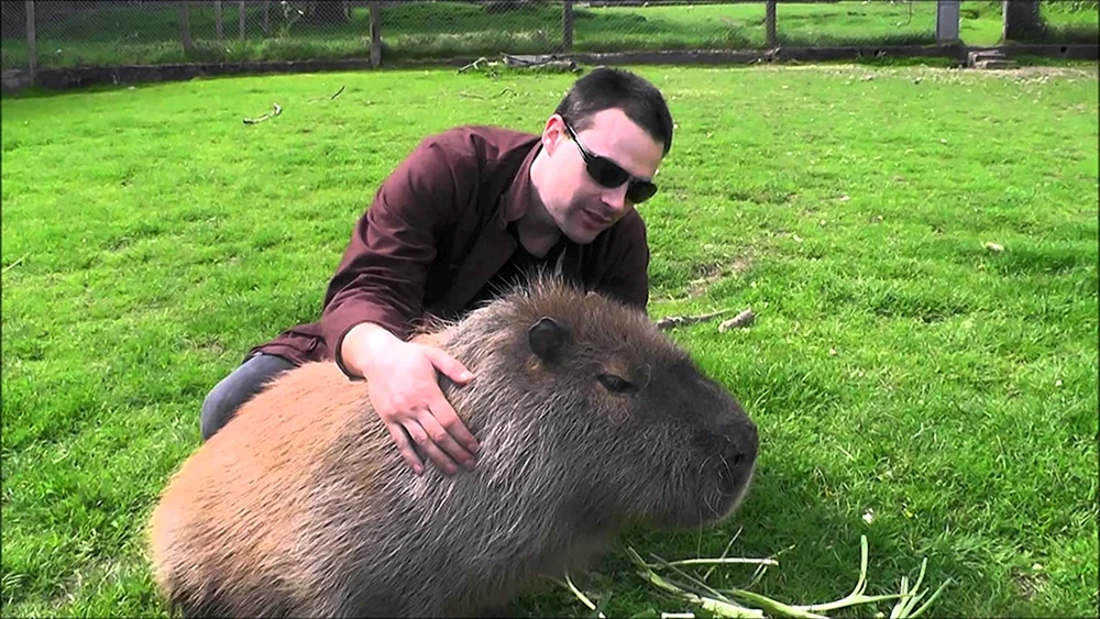 Capybara und Ratte