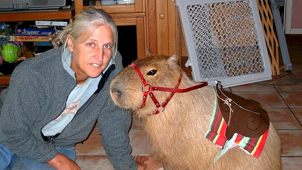 Capybara und Meerschweinchen