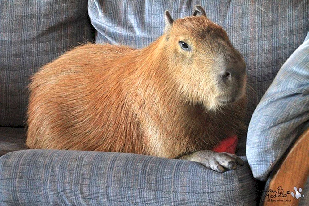 Der älteste Wombat Patrick