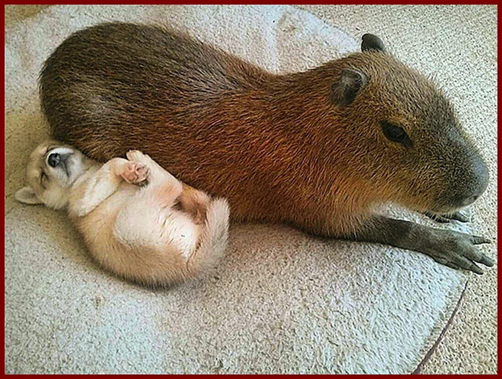 Capybara und Meerschweinchen