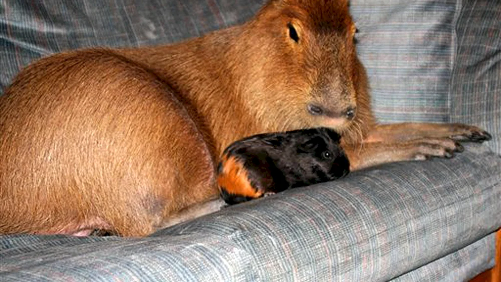 Großes Meerschweinchen Qui