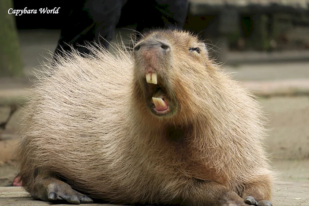 Capybara lächelt