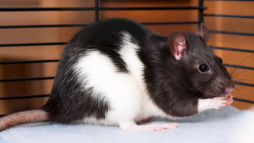Dekorativ Pasiuk Ratte
