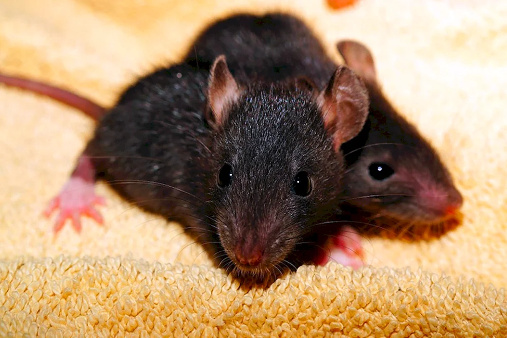 Dumbo schwarze Ratten