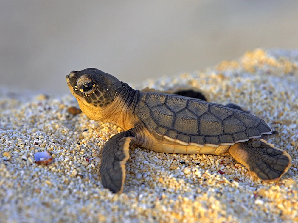 Capianische Suppenschildkröte