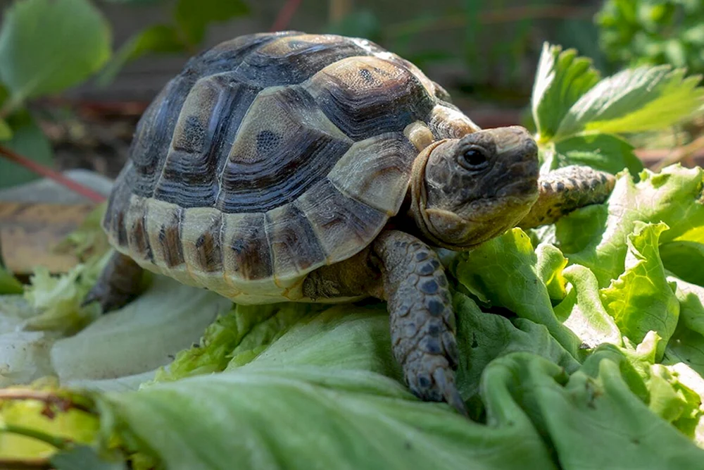 Kappenschildkröte
