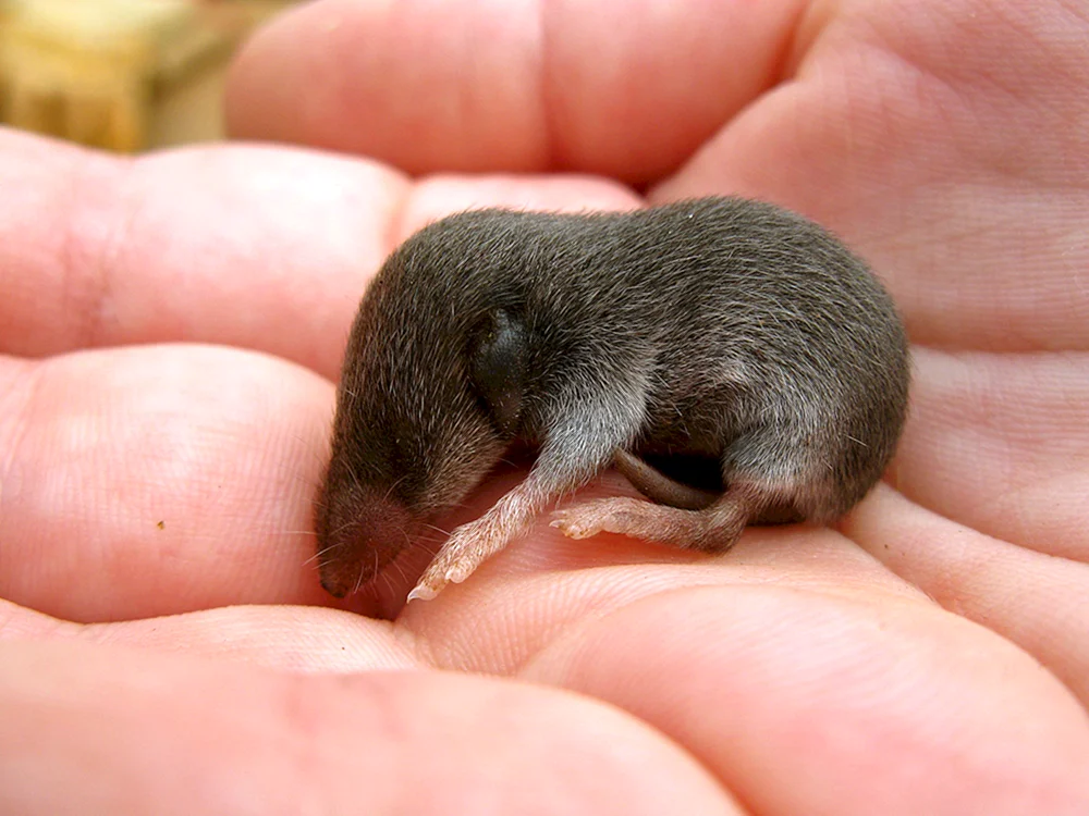 Cap's Goldfinch Mole