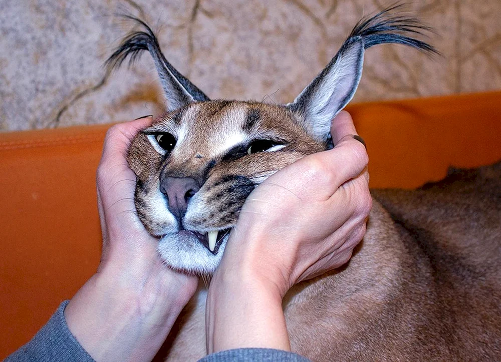 Karakal Gosha