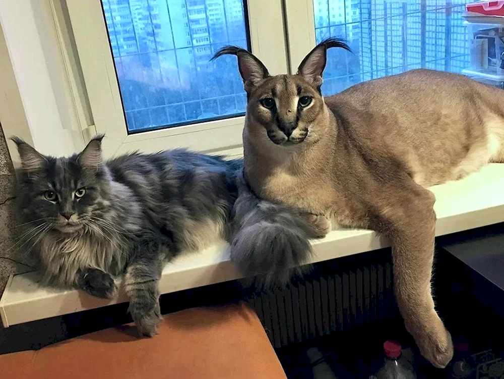 Maine Coon Aborigine-Rasse