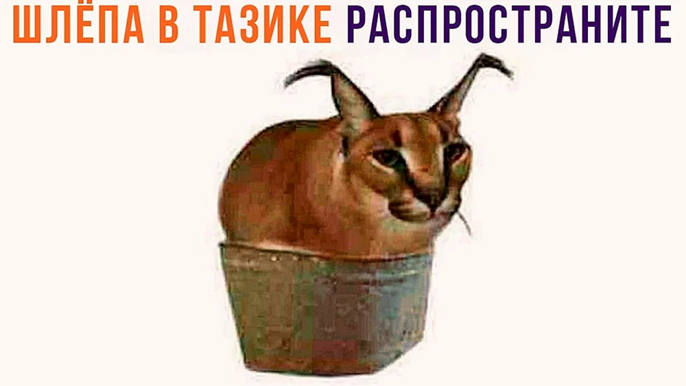 Karakal. Gosha Shleppa