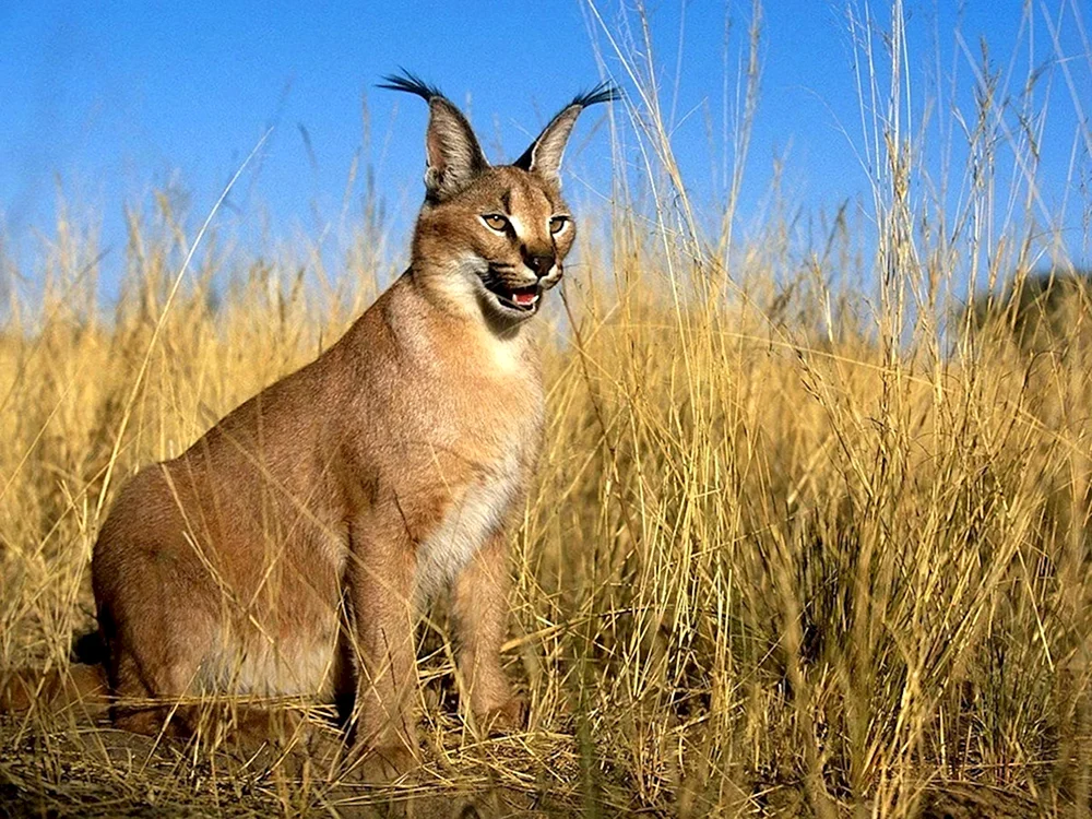 Krimisteppe Wolf