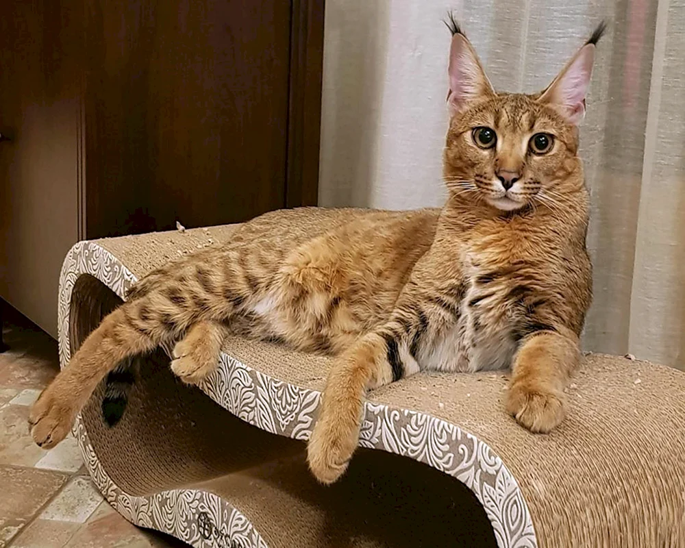 Maine-. Maine Coon