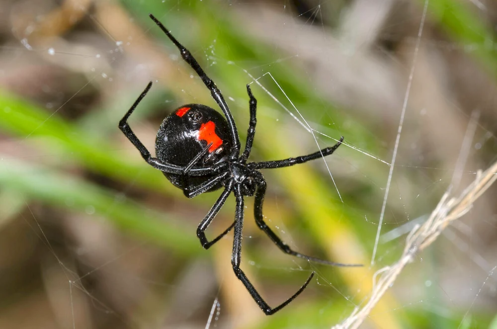 Caracourtspinne