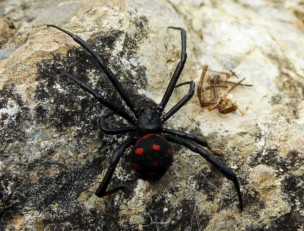 Australische Witwenspinne