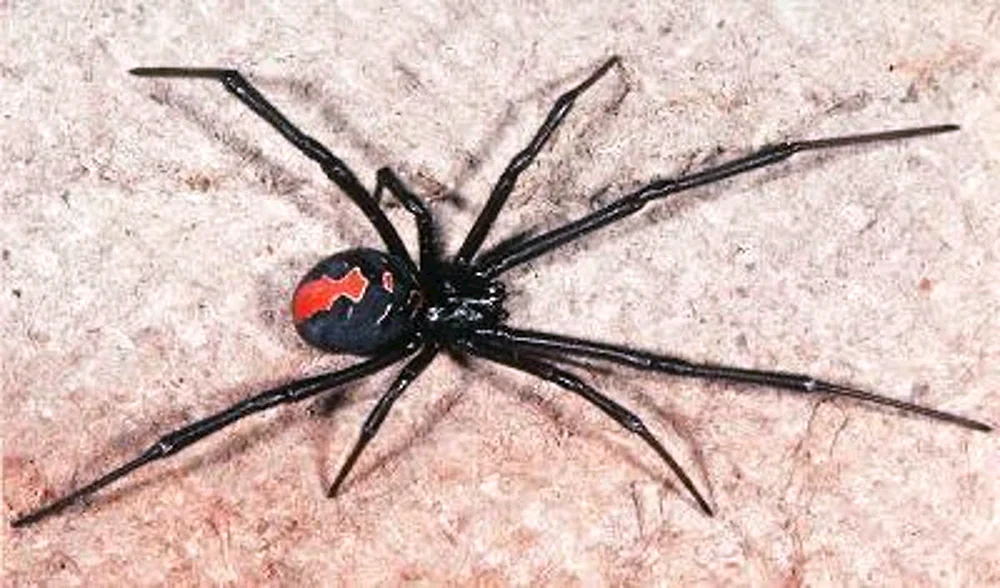 Die Rote Spinne