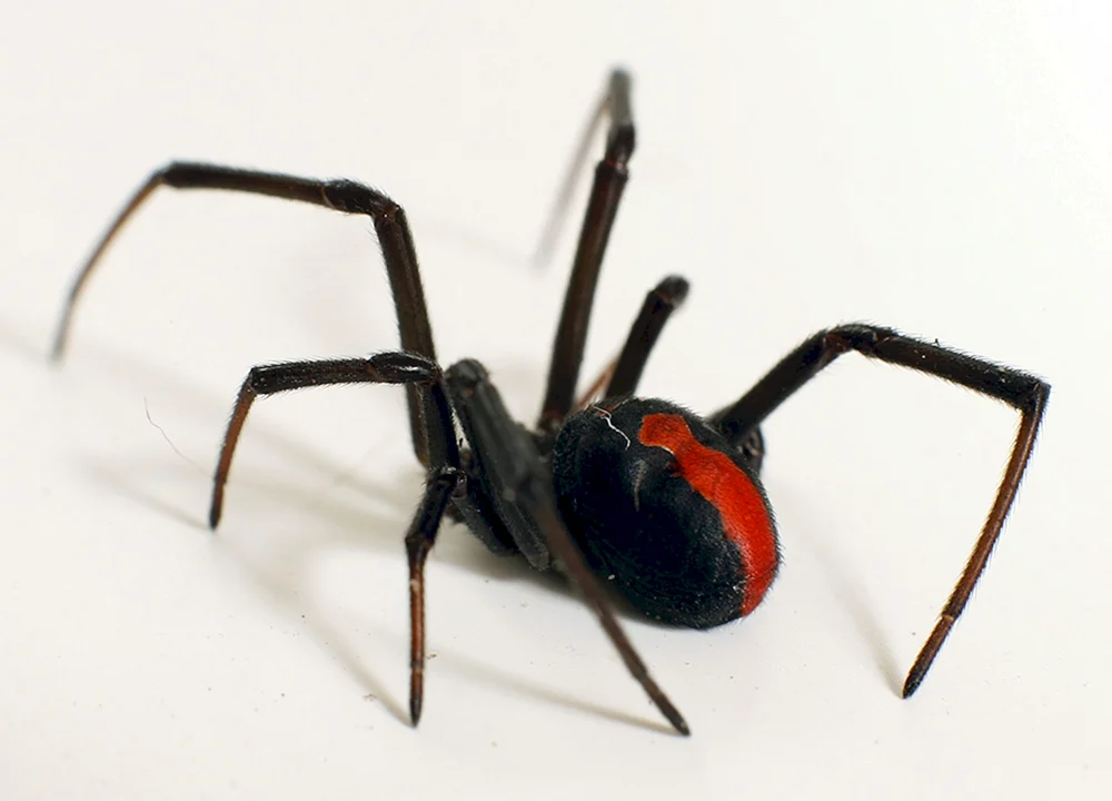 Caracourtspinne