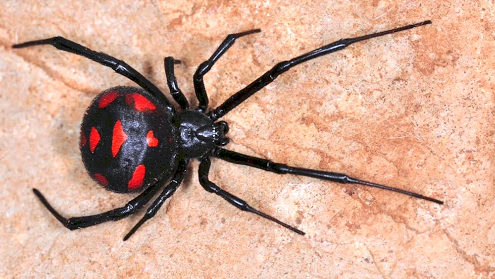 Die Rotrückige Stinkspinne