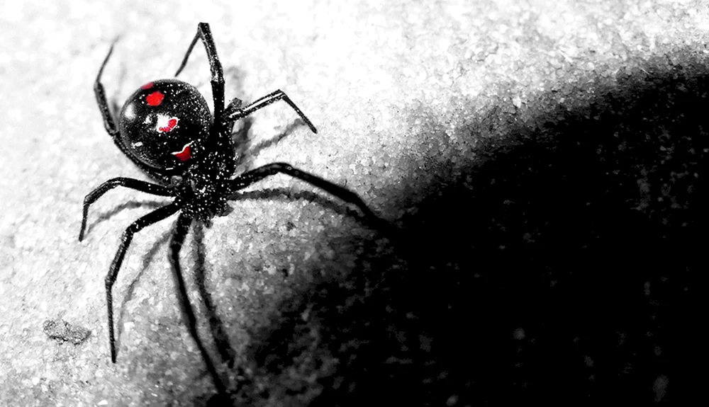 Eresus-Rotspinne