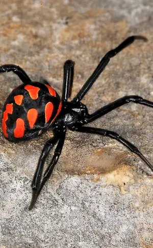 Caracourtspinne
