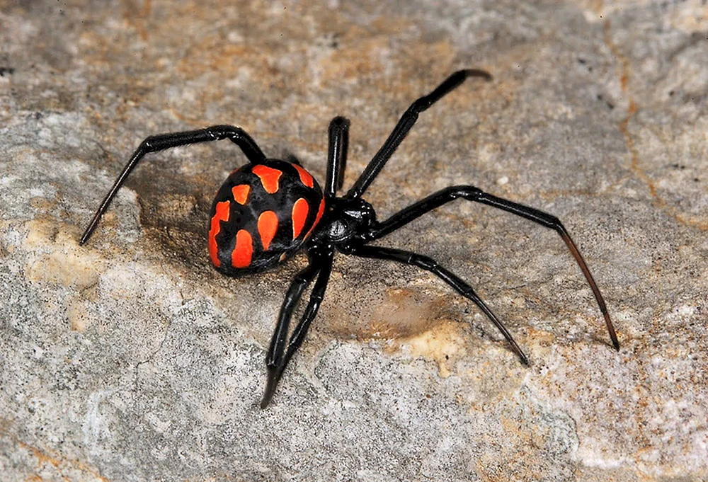 Caracourtspinne