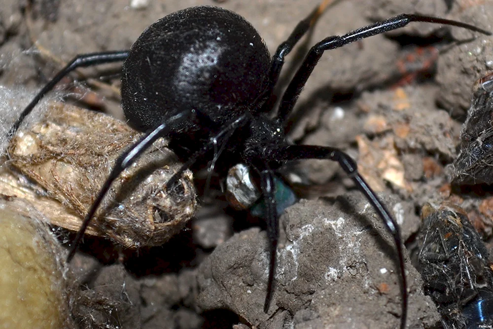 Caracourtspinne