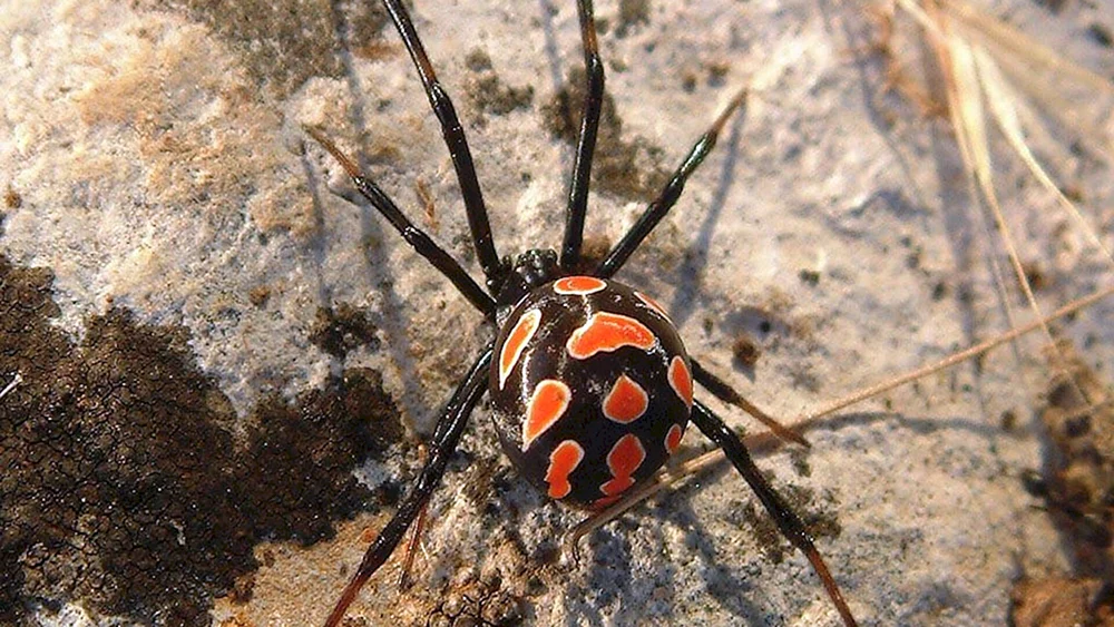 Ordnung Araneae spiders