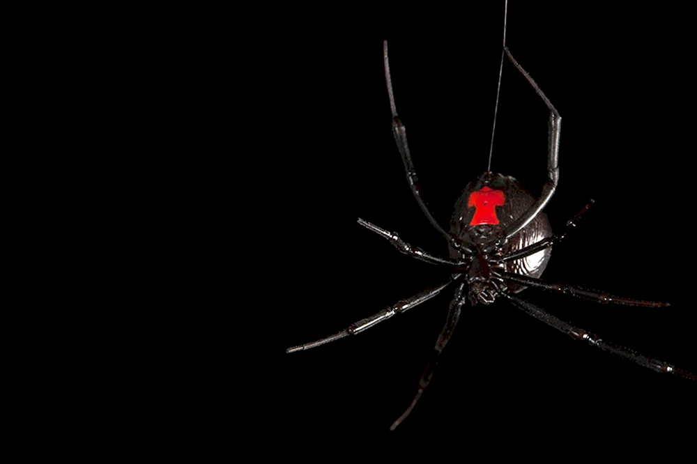 Rotbindige Tarantelspinne