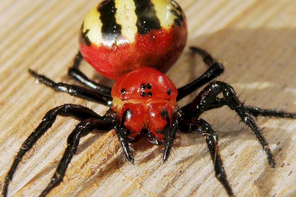 Caracourtspinne