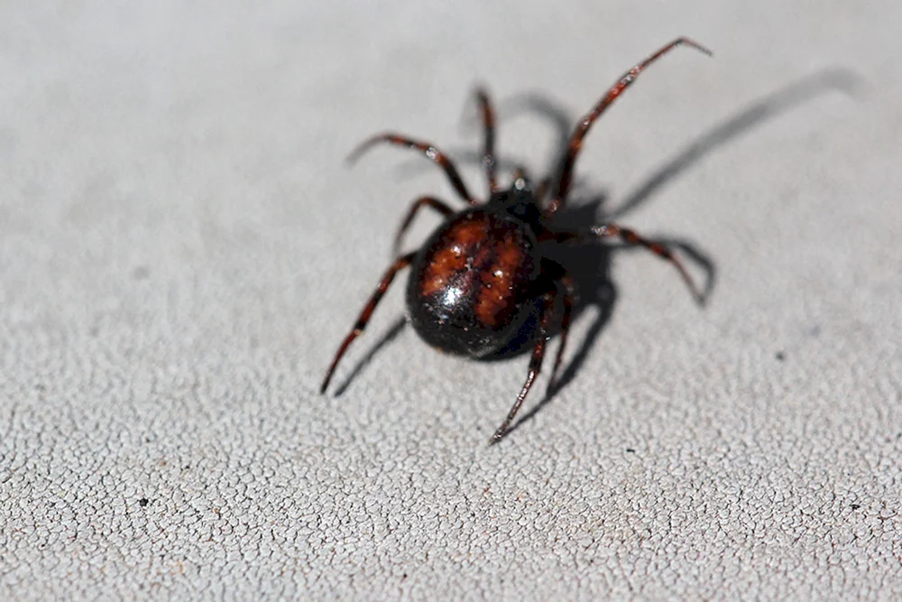 Rotrückige Australische Witwenspinne