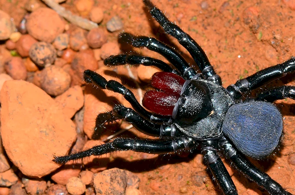 Caracourtspinne