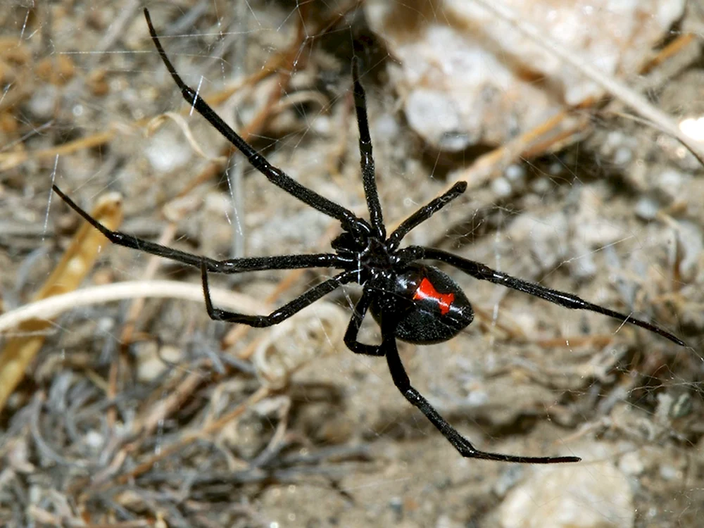 Caracourtspinne