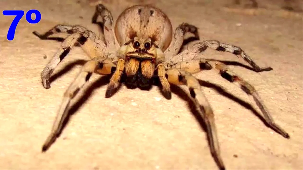 Caracourtspinne