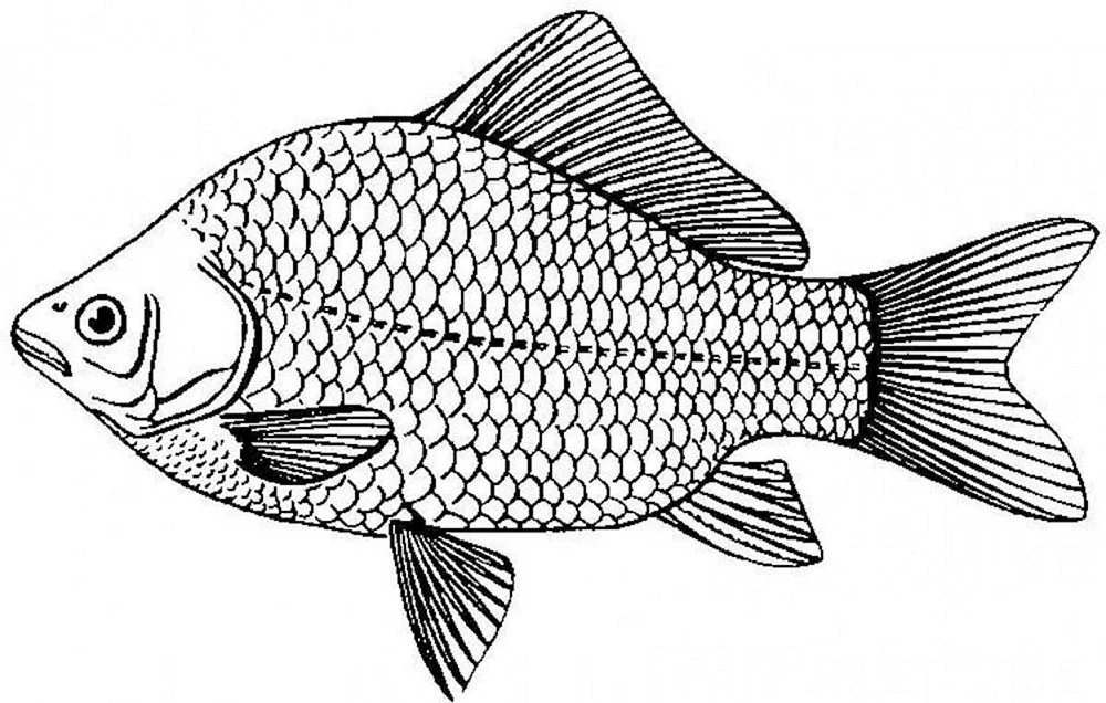 Fischzeichnung