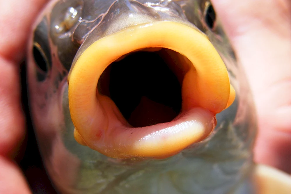 Kopf-Fisch Psychrolutes marcidus