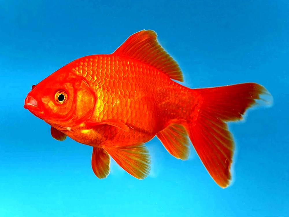 Goldene Karpfen Carassius Carassius