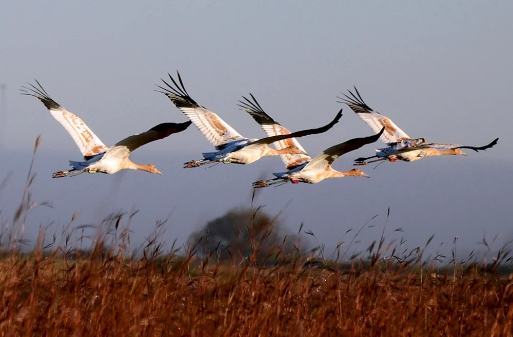 Vögel fliegen weg