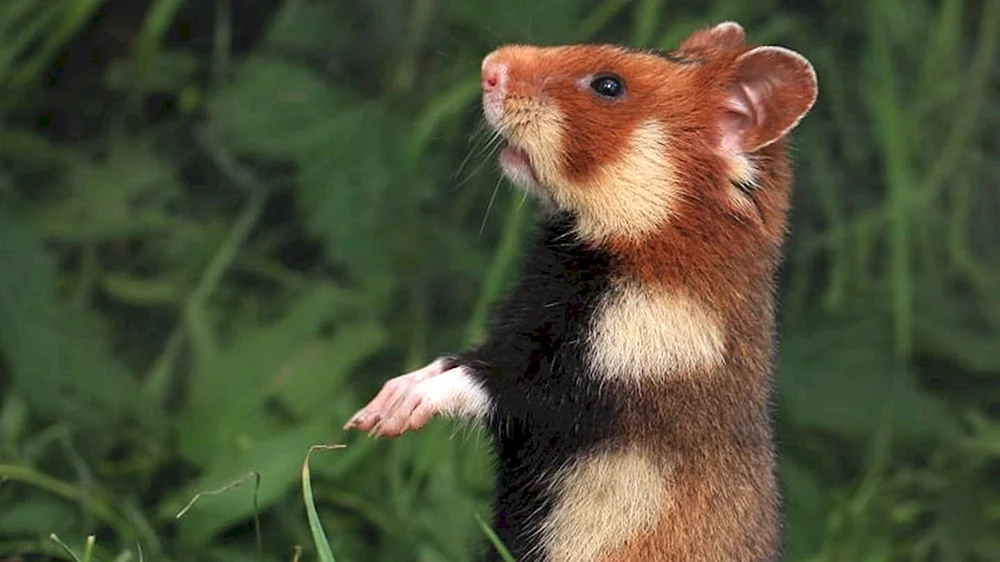Riesenhamster