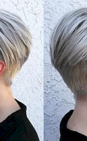 Pixie bob