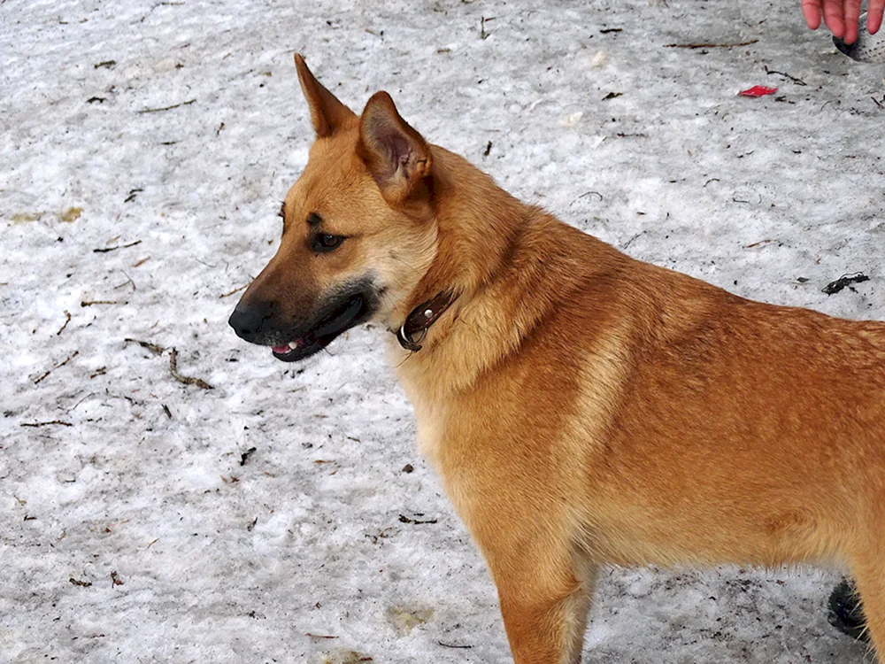 Karelo Finnischer Schäferhund