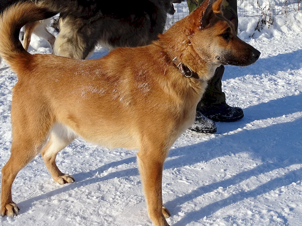 Karelo Finnischer Schäferhund