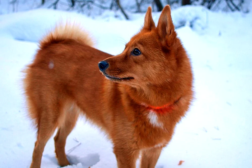 Karelo-Finnischer Husky