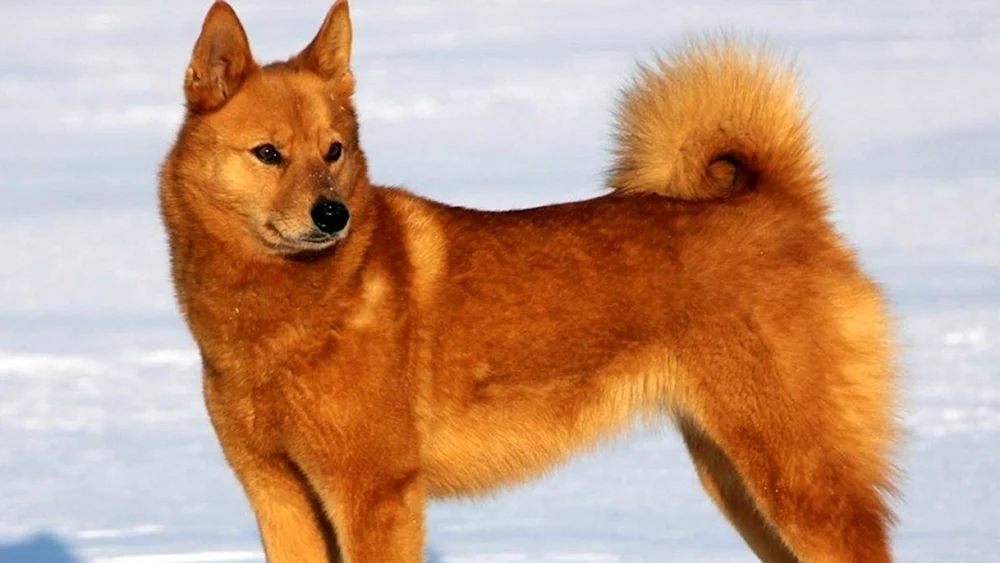 Karelisch-Finnischer Husky
