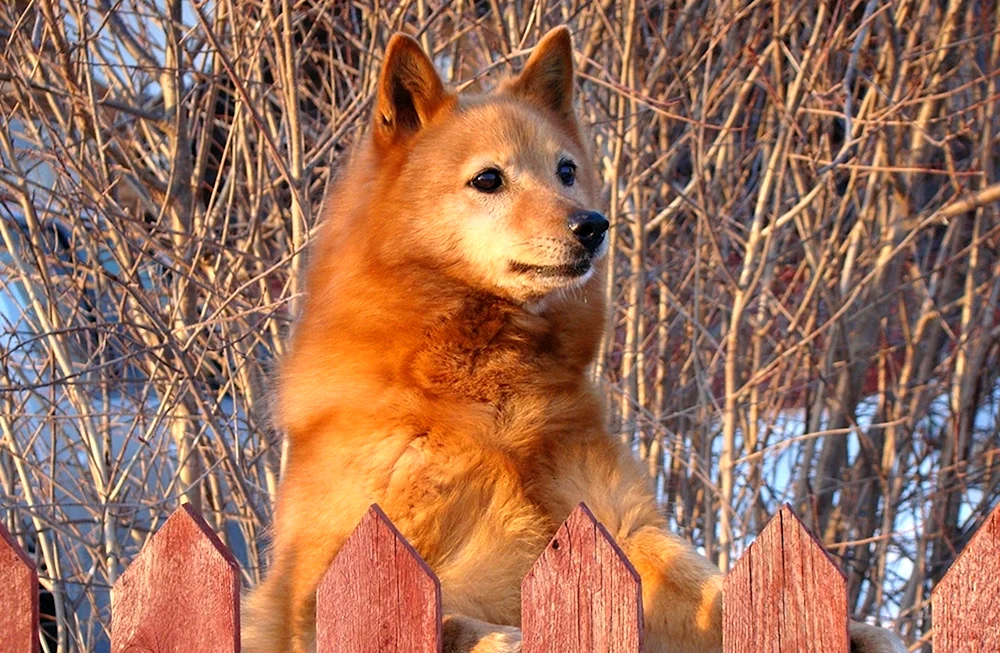 Karelo-Finnischer Husky