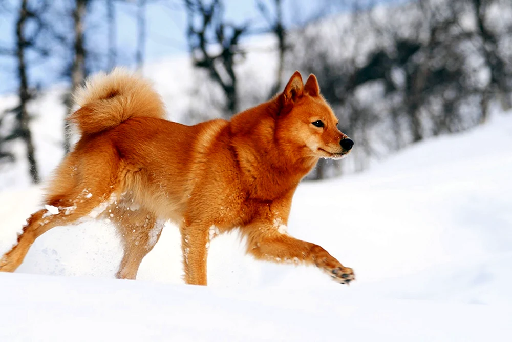 Karelo-Finnischer Husky