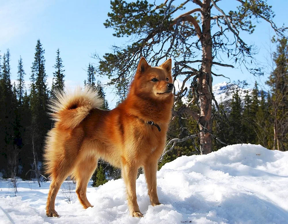 Karelo-Finnischer Husky