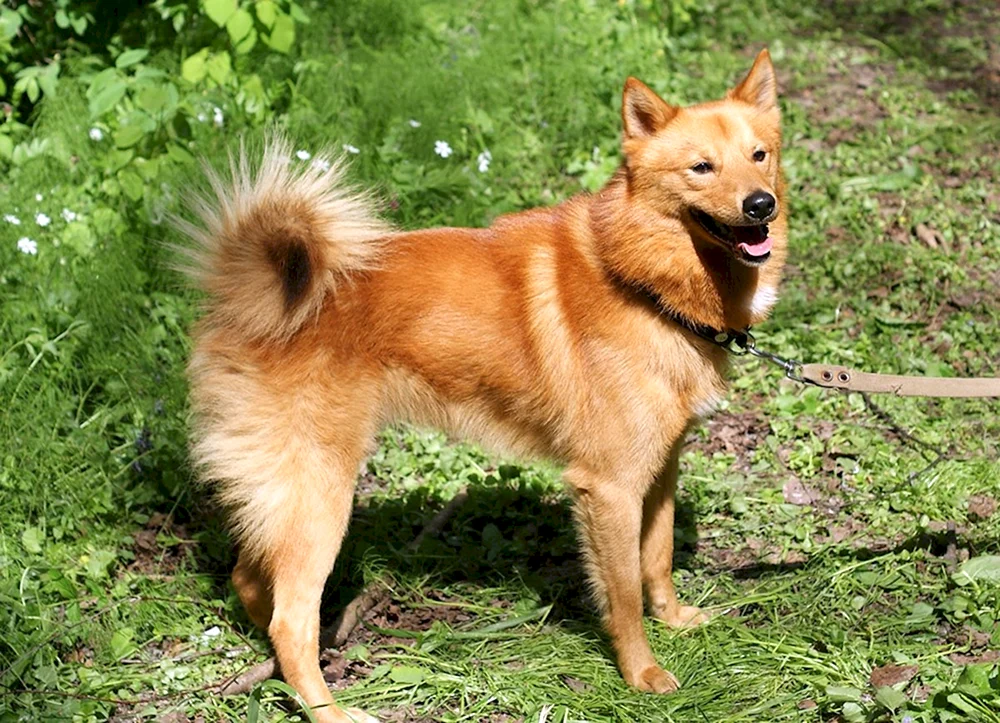 Karelo-Finnischer Husky. Finnischer Husky