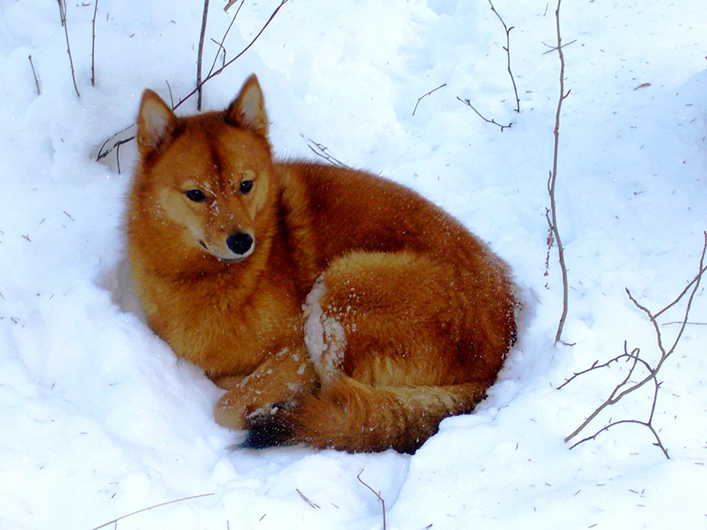 Karelo-Finnischer Husky